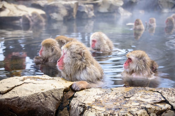 Japanese Snow Monkeys in Nagano.