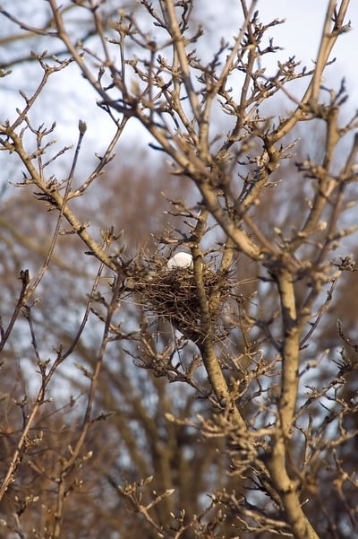 Snow in birds nest